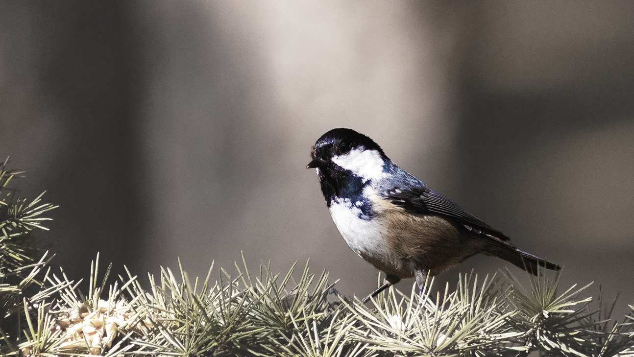 Coal Tit